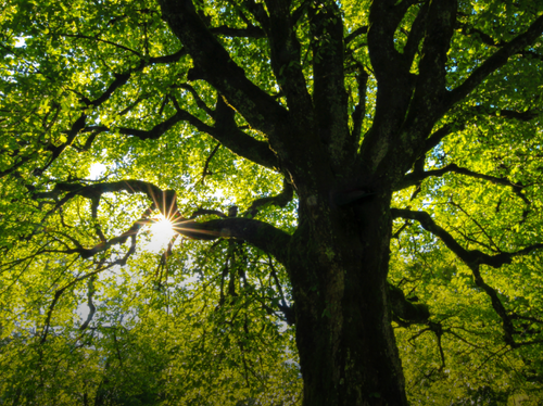 SUSTAINABLE STYLES